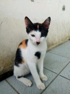 100+ Gambar Kucing (LUCU, IMUT, KEREN, CANTIK, GALAU)