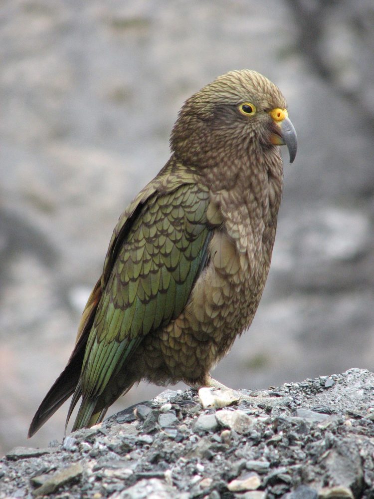 100 Gambar Burung GARUDA HANTU ELANG MERAK dll LENGKAP 