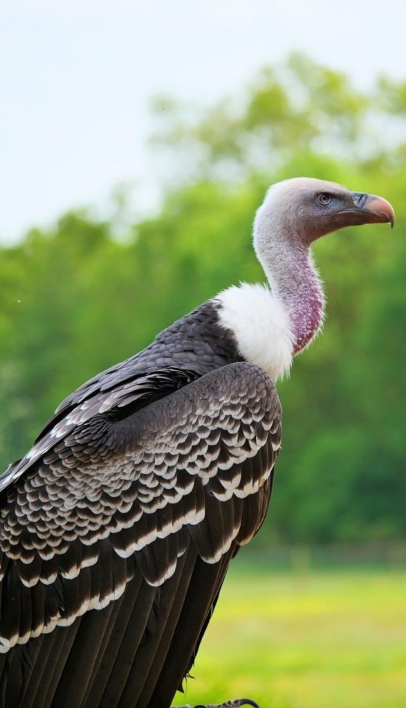 100 Gambar Burung GARUDA HANTU ELANG MERAK dll LENGKAP 