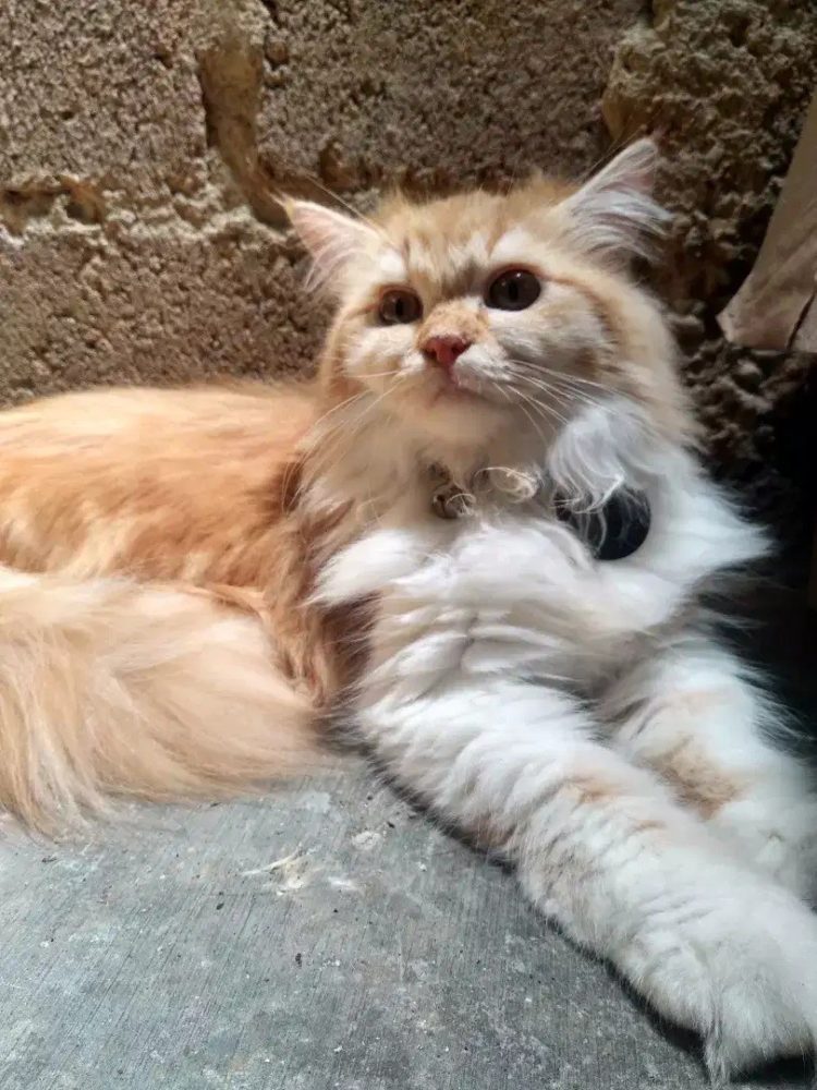 100+ Gambar Kucing (LUCU, IMUT, KEREN, CANTIK, GALAU)