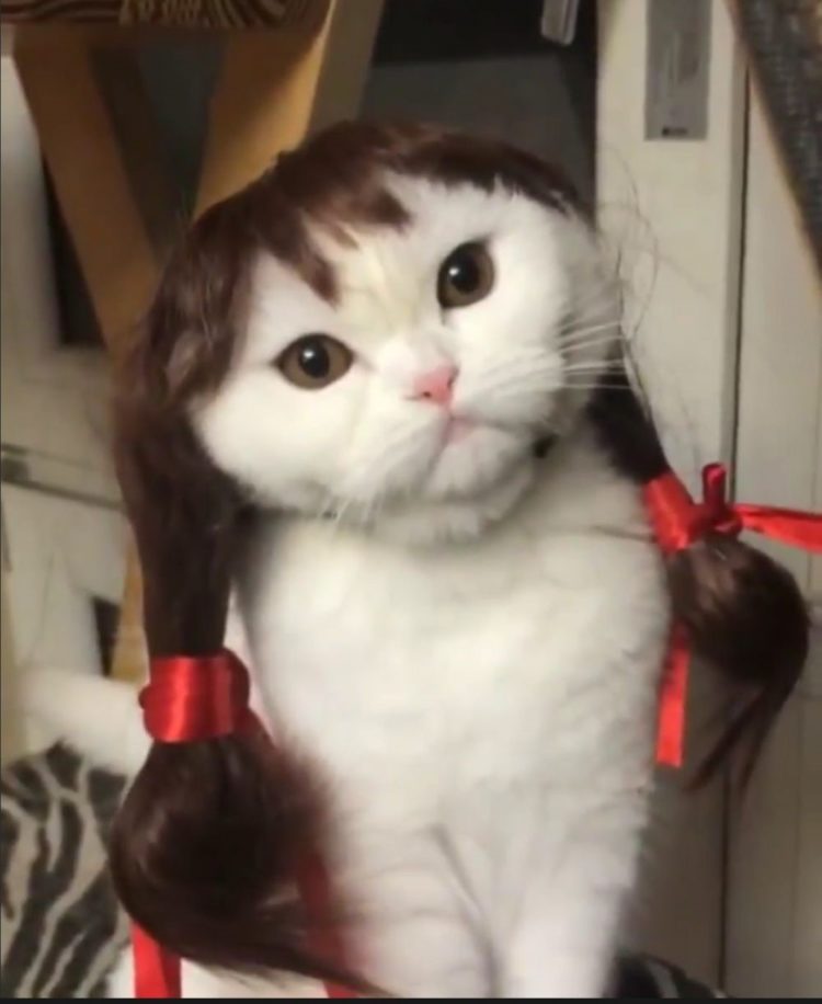100+ Gambar Kucing (LUCU, IMUT, KEREN, CANTIK, GALAU)