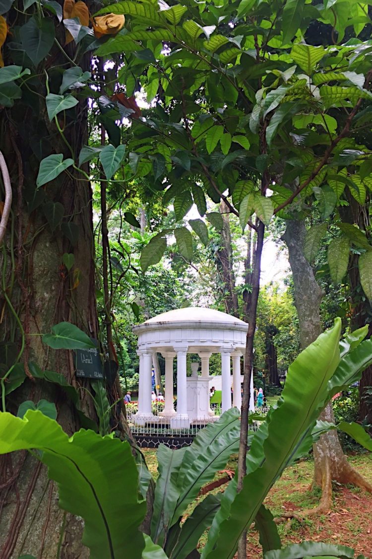 kebun raya bogor flora dan fauna