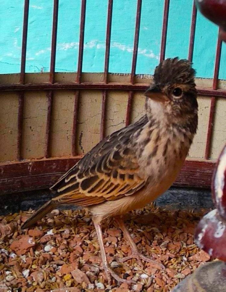 100+ Gambar Burung (GARUDA, HANTU, ELANG, MERAK dll LENGKAP)