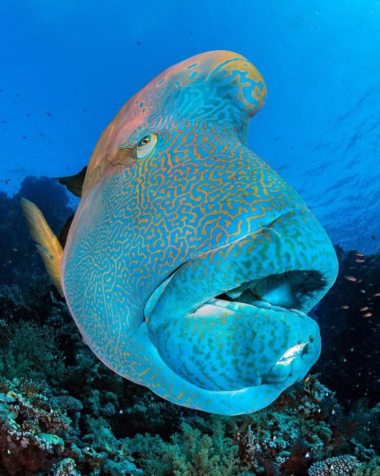 100+ Gambar Ikan (HIAS, MAS, HIU, KOI, PAUS, LELE dll)