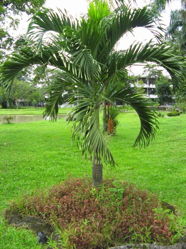 100 Gambar Pohon KELAPA MANGGA BERINGIN PISANG dll 