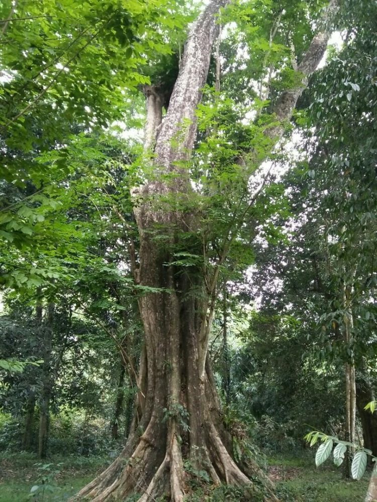 100 Gambar Pohon KELAPA MANGGA BERINGIN PISANG dll 