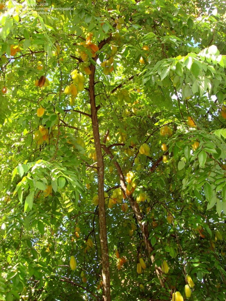 100 Gambar Pohon KELAPA MANGGA BERINGIN PISANG dll 