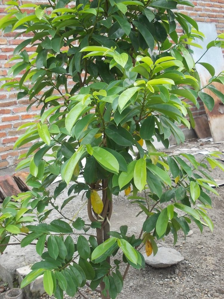 100 Gambar Pohon KELAPA MANGGA BERINGIN PISANG dll 