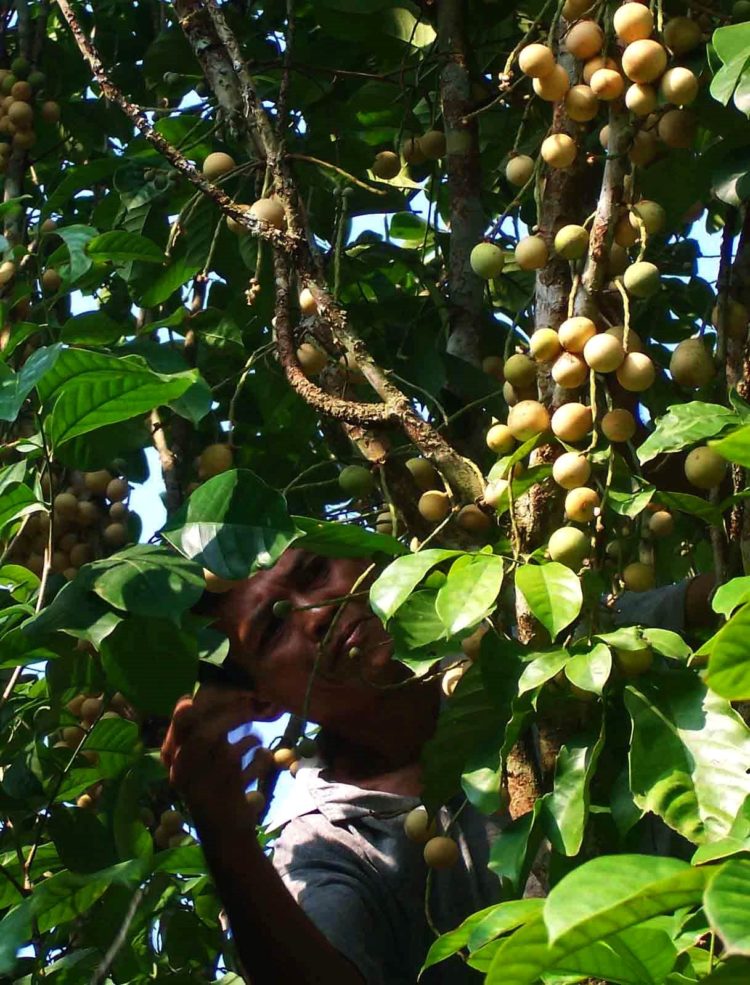 100 Gambar Pohon KELAPA MANGGA BERINGIN PISANG dll 