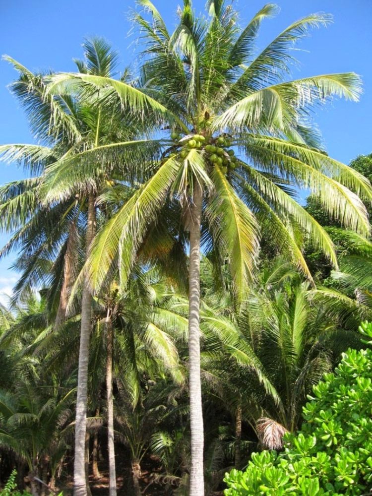 100 Gambar Pohon KELAPA  MANGGA BERINGIN PISANG dll 