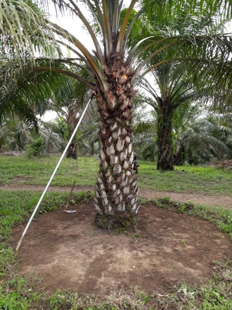 100 Gambar Pohon KELAPA MANGGA BERINGIN PISANG dll 