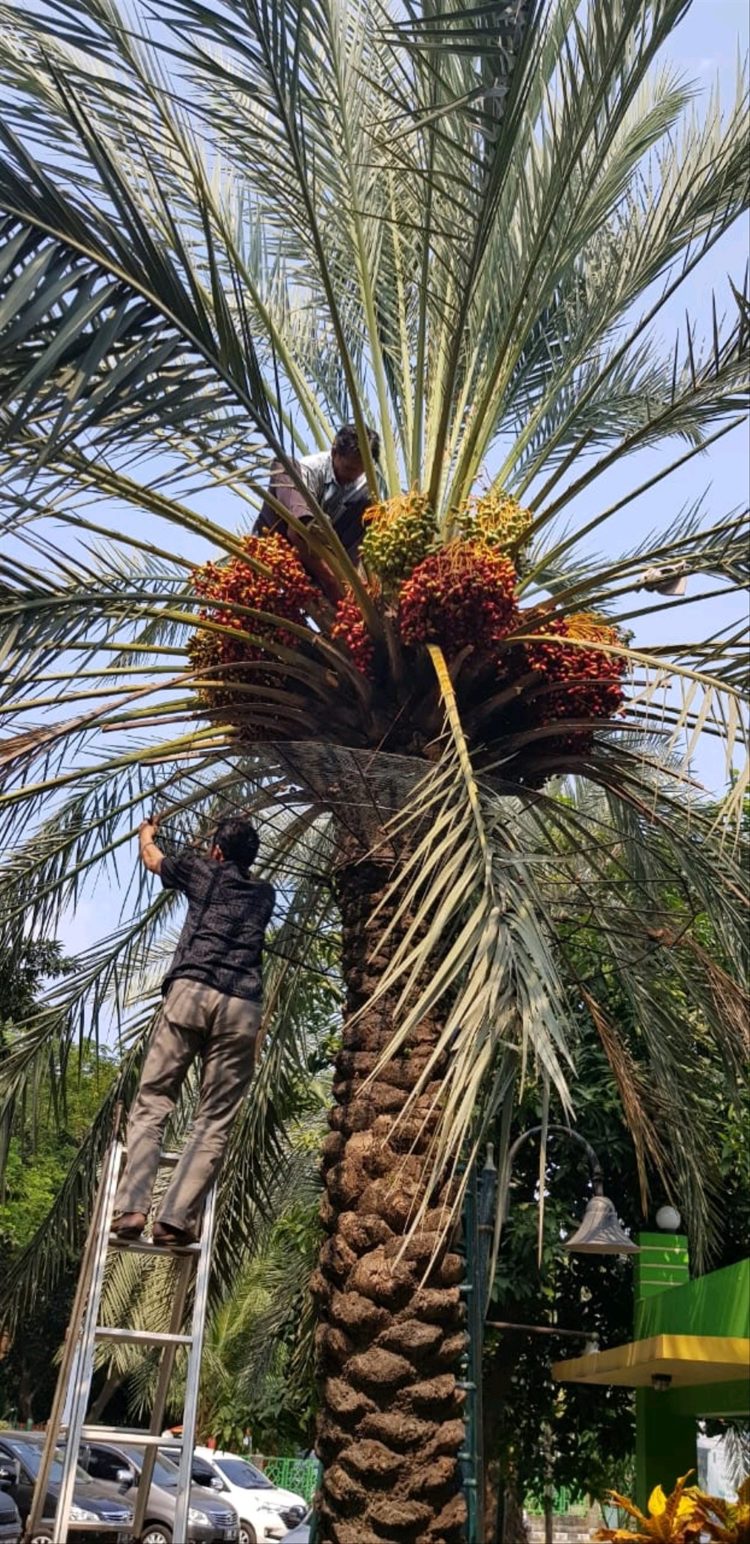 Kumpulan 9 Gambar Pohon Terbaru