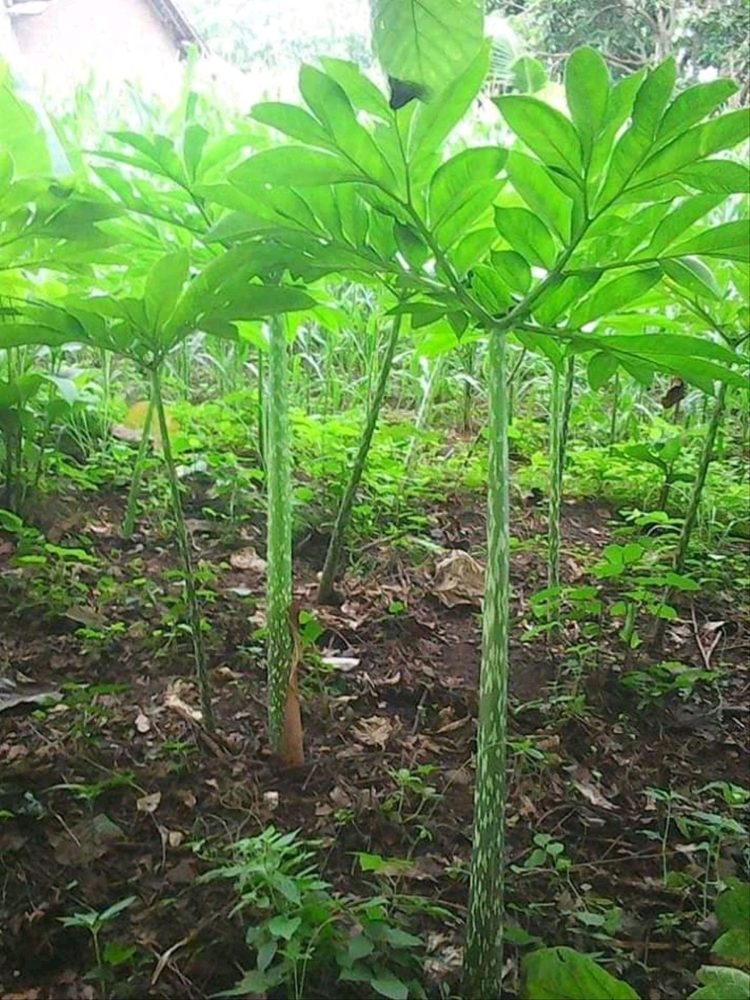 100 Gambar Pohon KELAPA MANGGA BERINGIN PISANG dll 