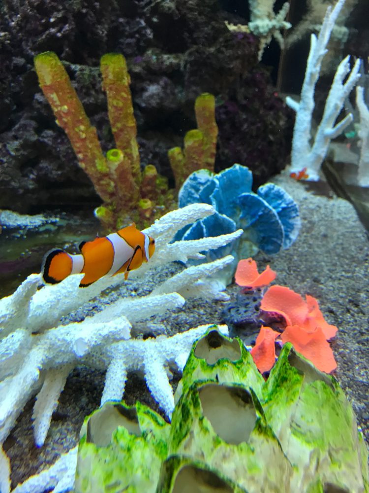 Gambar Ikan Hias Aquarium