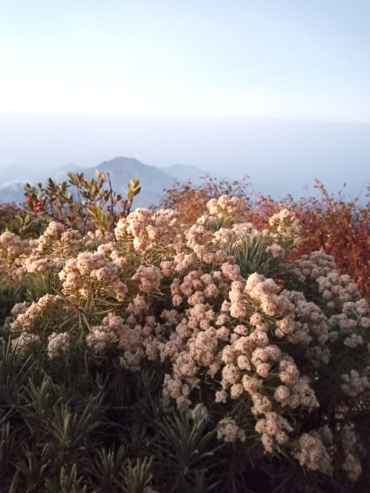 ke kawah ijen turun di stasiun mana