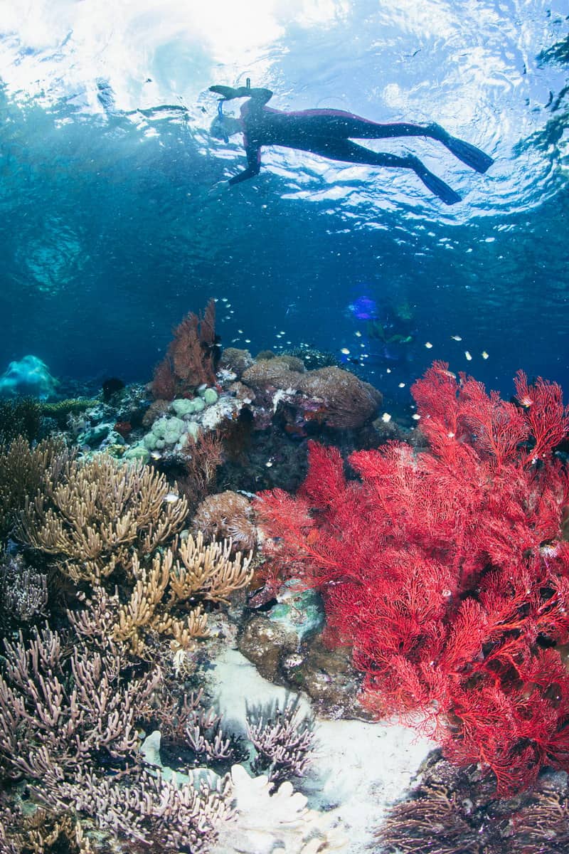 plongée a raja ampat