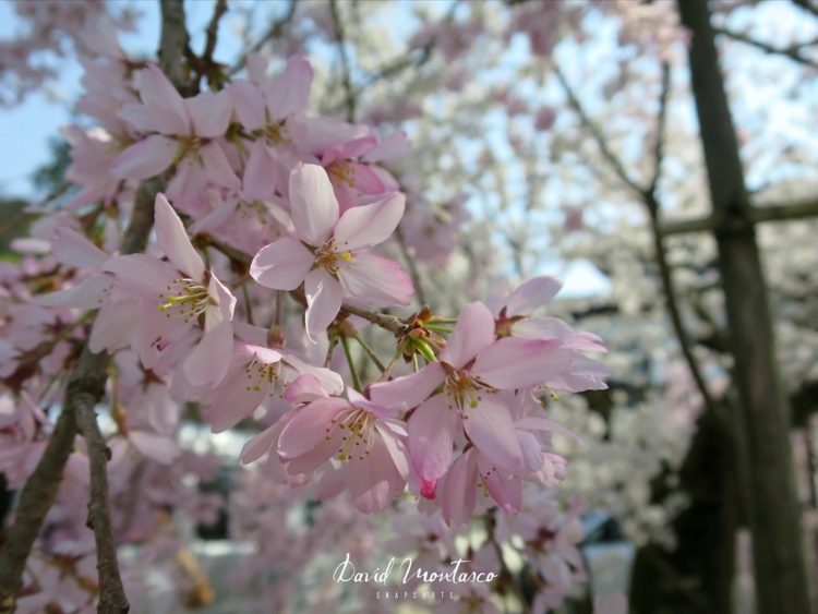 bunga sakura faisal asahan mp3