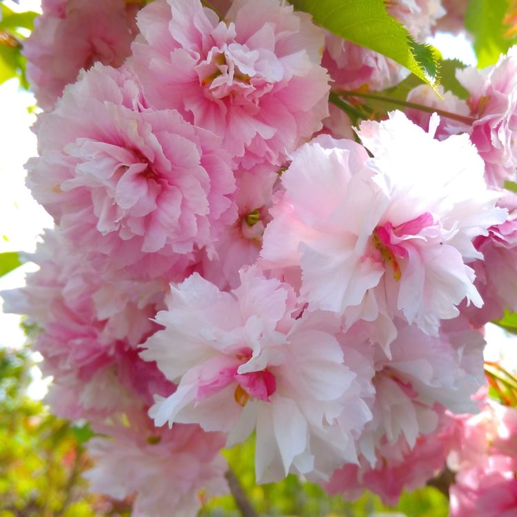 bunga sakura di jepang mekar pada musim
