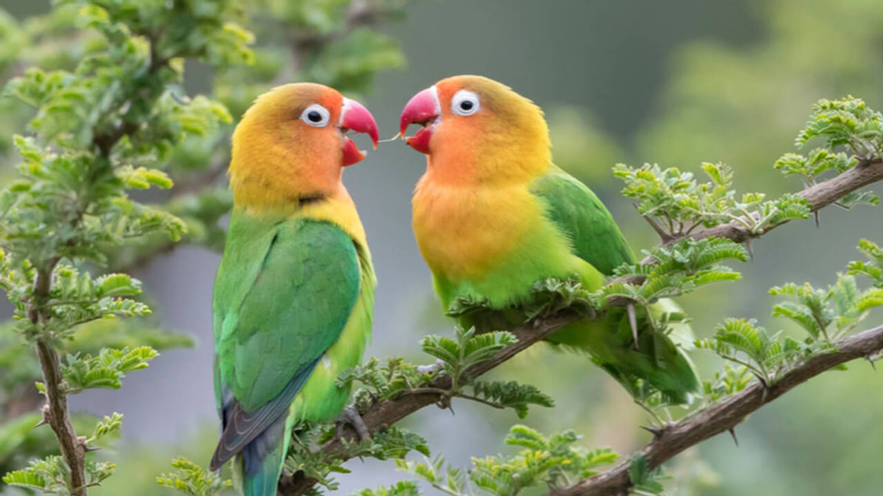 gambar burung merpati