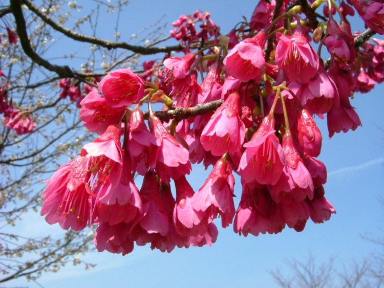 bunga sakura dapat ditemukan di