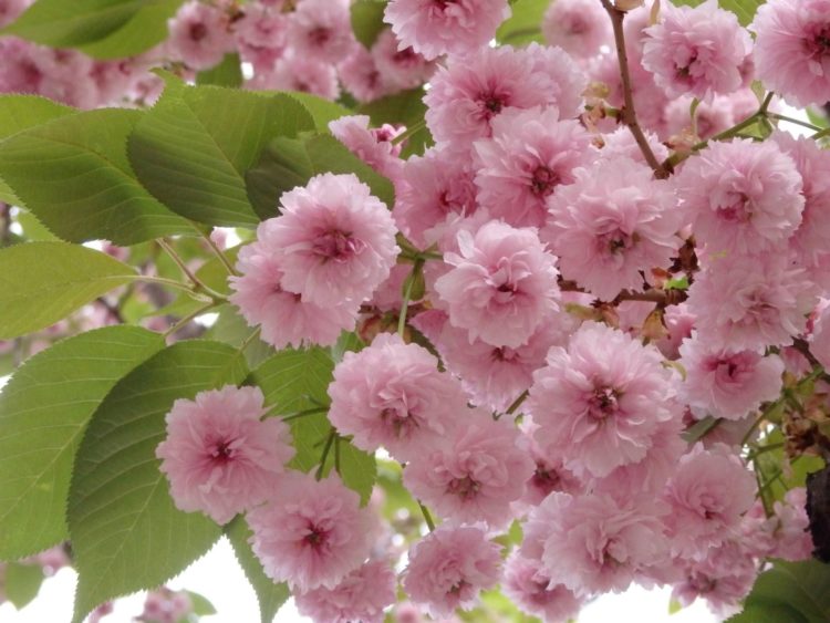 bunga sakura di korea selatan