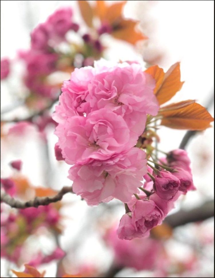 bunga sakura cibodas 2019