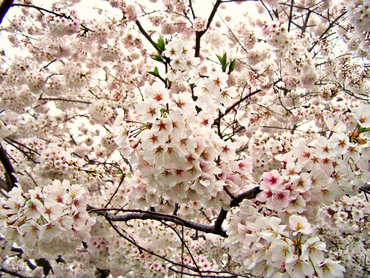 bunga sakura.com