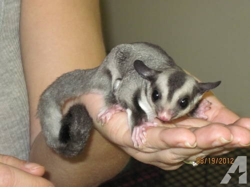 jenis sugar glider classic grey