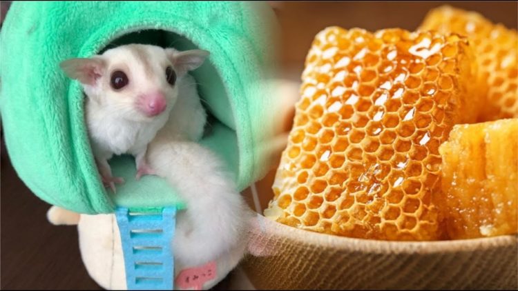 makanan sugar glider umur 3 bulan