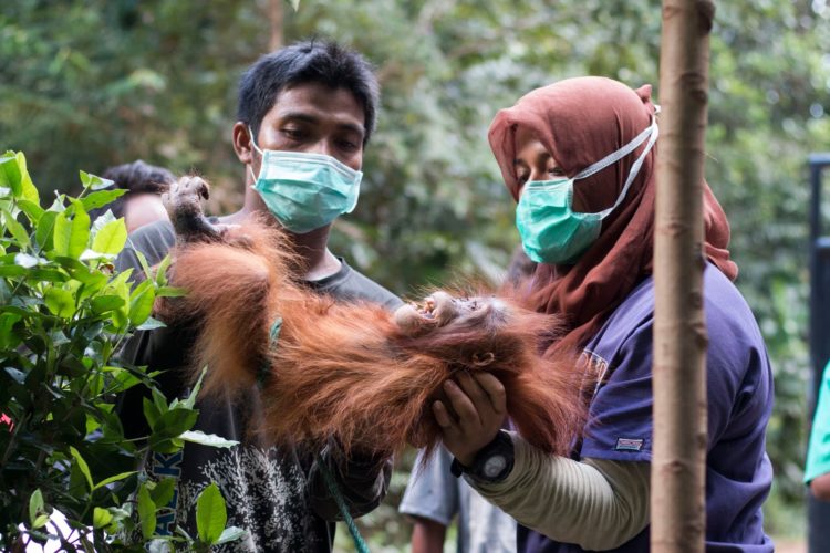 b.o.s.orangutan borneo