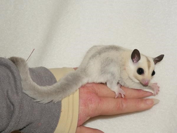 jenis sugar glider platinum