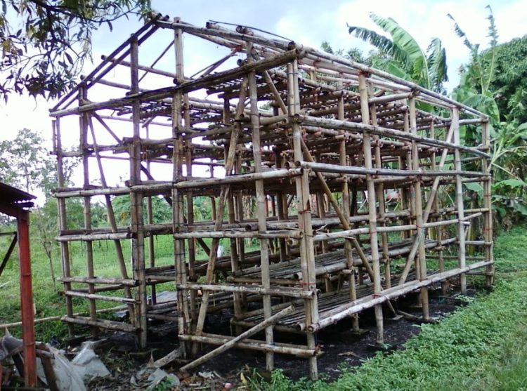 budidaya jamur tiram di rumah