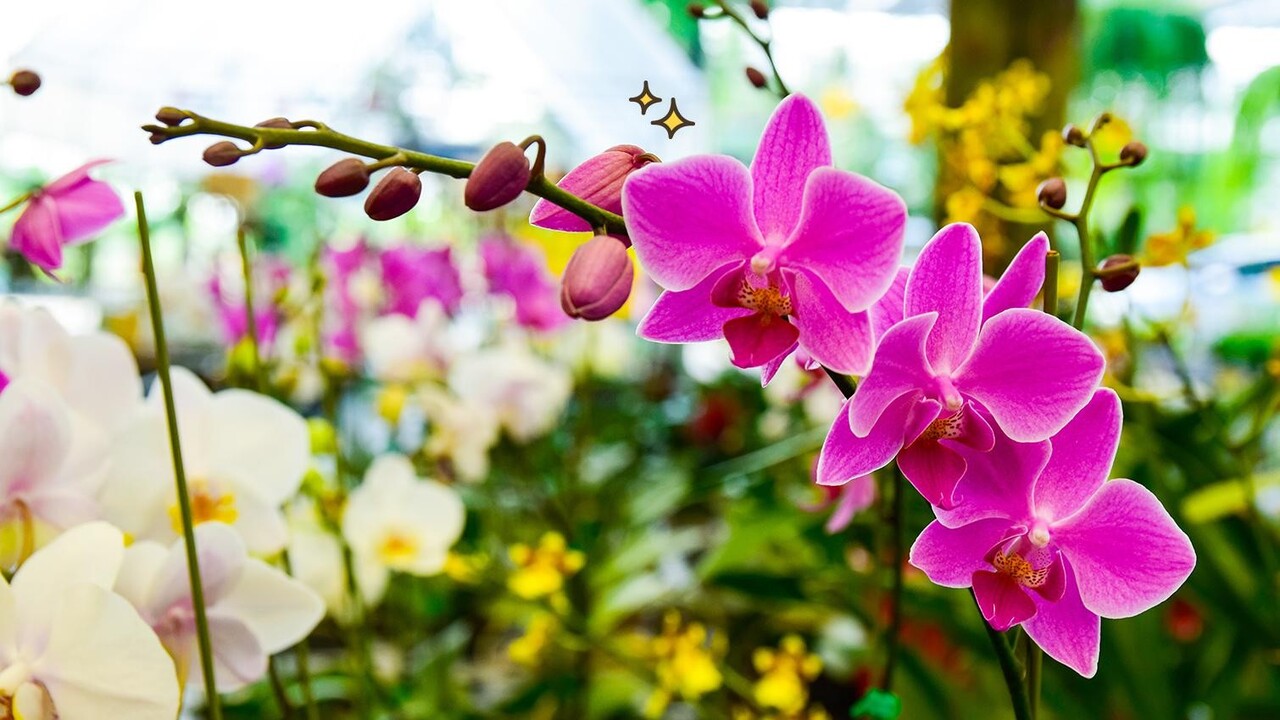 Bunga Anggrek (JENIS, GAMBAR, BUDIDAYA, CARA MERAWAT)