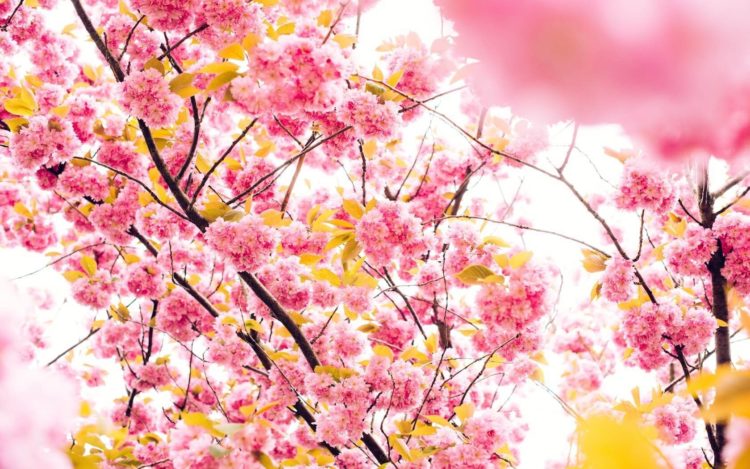 bunga sakura adalah bunga nasional dari negara