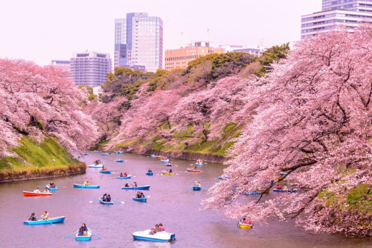 bunga sakura asli jepang