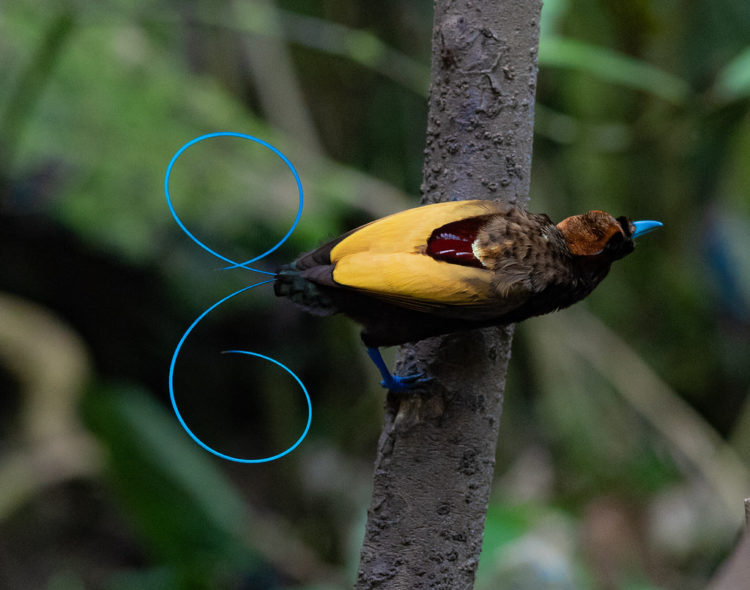 burung cenderawasih dalam english