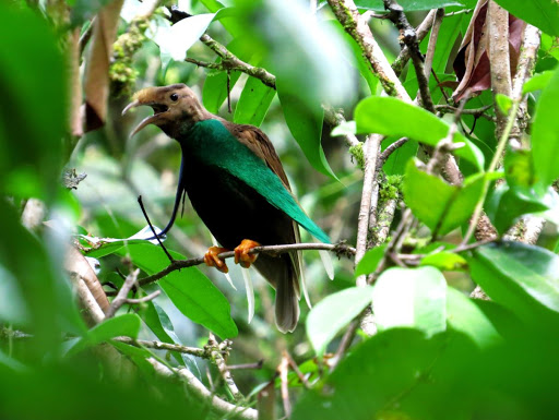  Burung  Cendrawasih  ASAL CIRI  JENIS HABITAT GAMBAR 