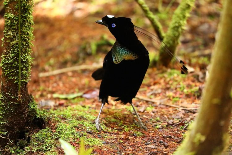 burung cendrawasih berada di