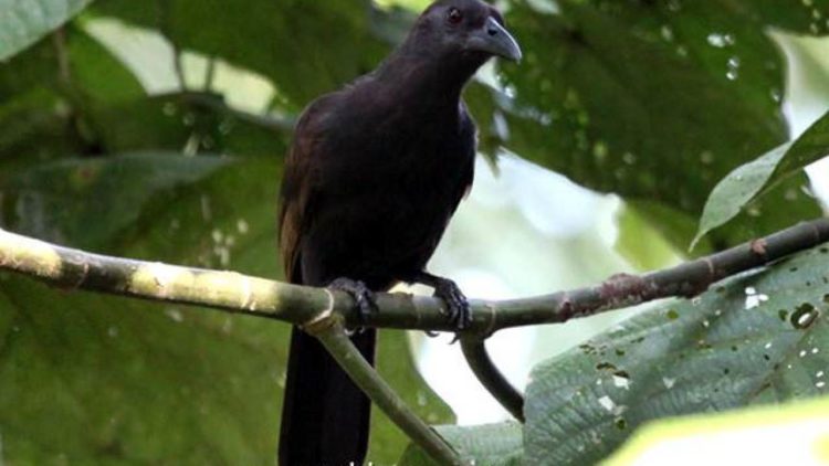 burung cendrawasih dari mana