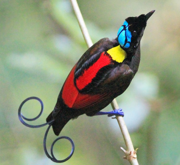 burung cendrawasih merupakan ciri khas motif ragam hias dari daerah