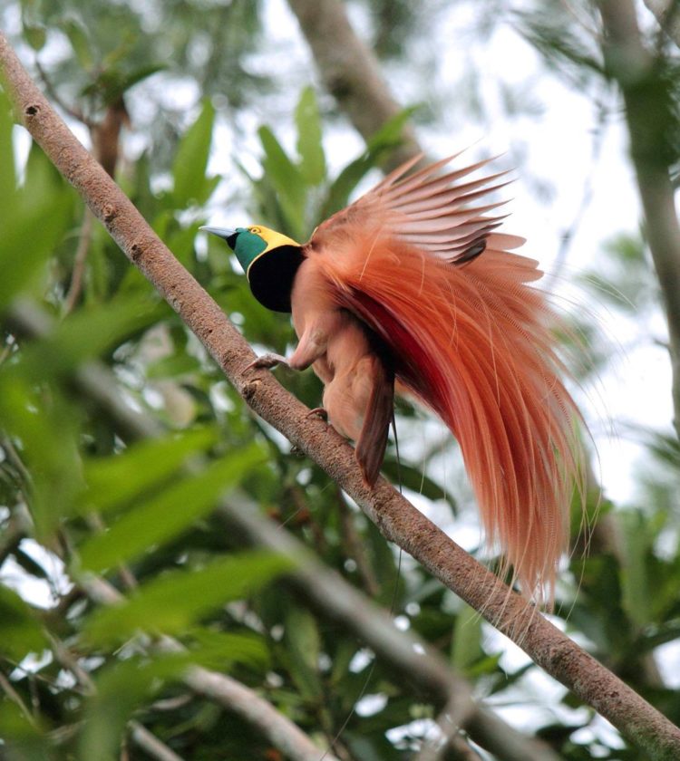 burung cenderawasih kbbi