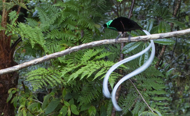 burung cendrawasih dari daerah