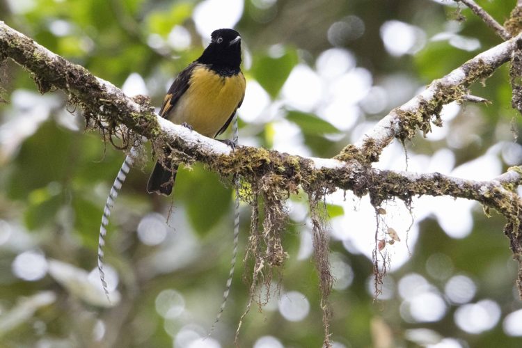 burung cendrawasih emas