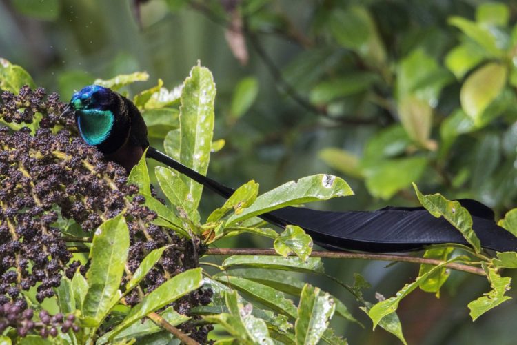 burung cendrawasih hanya berada di pulau