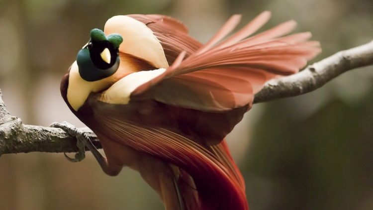 burung cendrawasih adalah satwa asli daerah