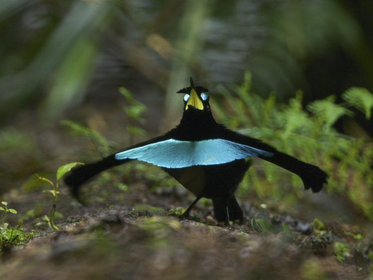 burung cendrawasih indonesia