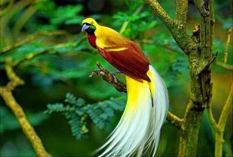 burung cendrawasih merupakan ikon pulau papua