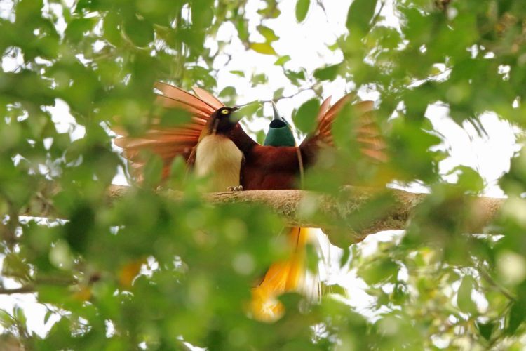 burung cendrawasih khas daerah