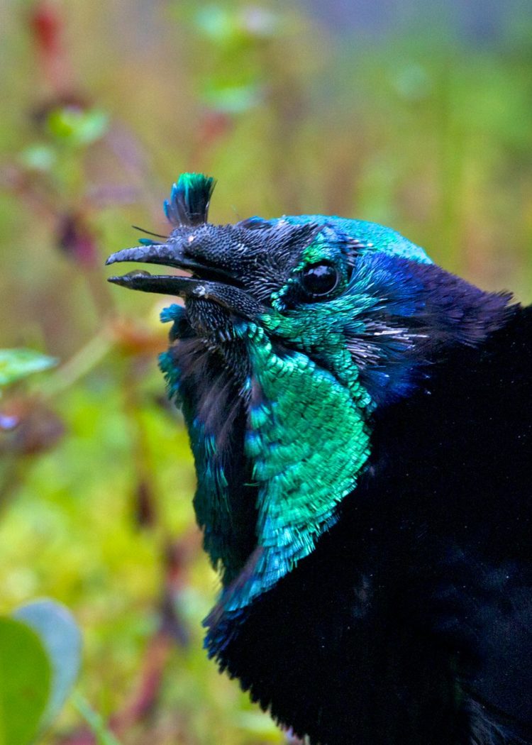 Daerah yang menjadikan burung cendrawasih sebagai hewan khas untuk dijadikan motif ragam hias yaitu 