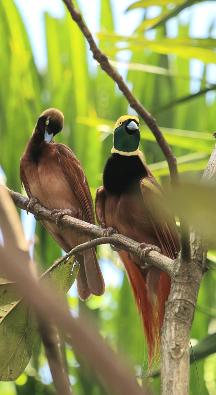 penyebab burung cendrawasih langka